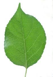 img/leaf.jpeg